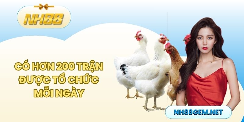 Có hơn 200 trận được tổ chức mỗi ngày