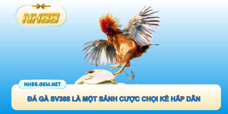 Đá gà SV388 là một sảnh cược chọi kê hấp dẫn