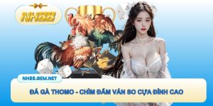 Đá gà Thomo - Chìm đắm cùng những ván so cựa đỉnh cao